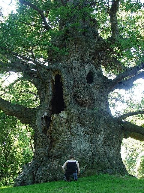tree3