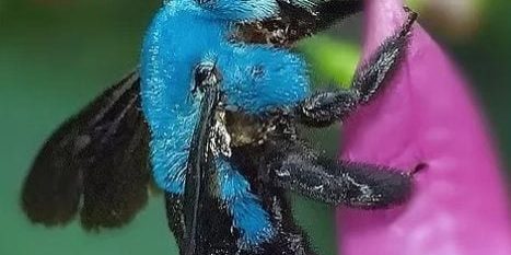 blue-bee blue-bee