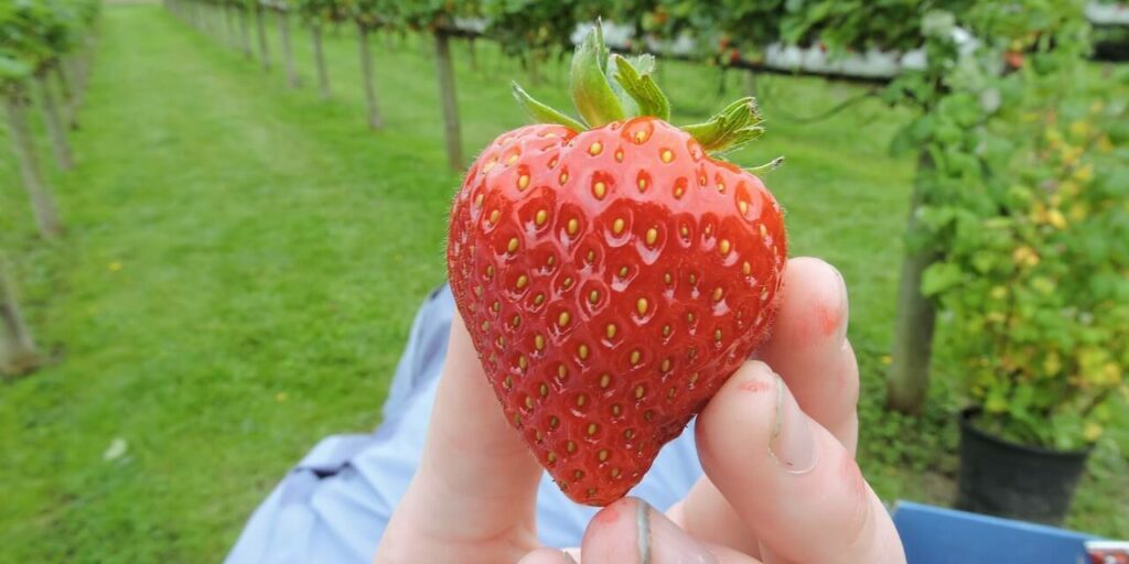strawberry-2233764_1280