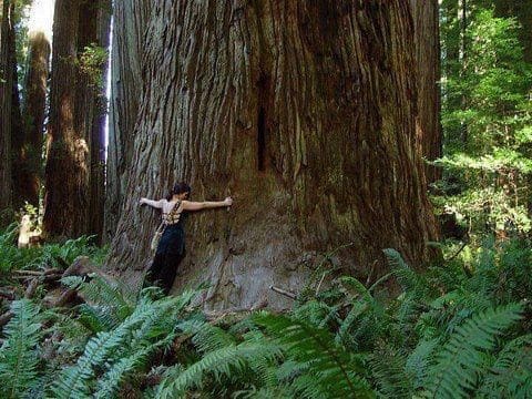 healing-energy-of-trees