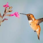 hummingbird-5255827_1280