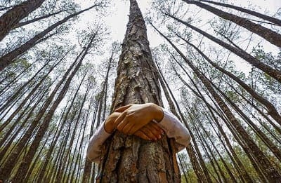 Tree Hugging Scientifically Proven to Improve Your Health – The ...