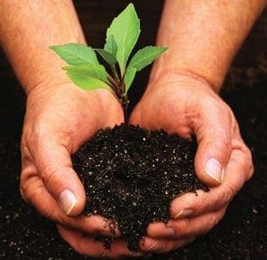 tree-planting